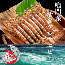 車海老 売れてます！ 活きクルマエビ 鳴門産 1kg(約32～40尾)