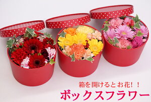 {bNXAWgt[@ԐFƔIׂ@J[yԁz{bNXɓĂ͂@box BOX ^т₷@av[g@ԁ@t[Mtg@ސE@lC@v[g