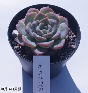 AyqAiACXzGPxAyCeA@~jO[ϗt z7.5cm|bg10ZbgƓwł ~j  ~jϗt ^jNVNuc GPxA A 