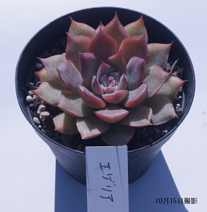 AyGQAzGPxAyCeA@~jO[ϗt z7.5cm|bg10ZbgƓwł ~j  ~jϗt@^jNVNuc H̍gtf炵 