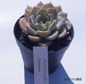 AyobNW_zGPyfBA@(@A@̔) 5ZbgE10ZbgƓw  yz܂ƂߔI~jϗt  ~jTCY A ~j 