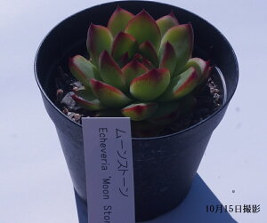 Ay[Xg[zGPxAyCeA@~jO[ϗt z(@A@̔)A  ϗtA CeAO[ 񂹐A A 7.5cm|bg10ZbgƓ