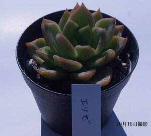 AyG[zGPxAyCeA@~jO[ϗt z(@A@̔)A  ϗtA CeAO[ 񂹐A ϗtA A 7.5cm|bg10Zbg