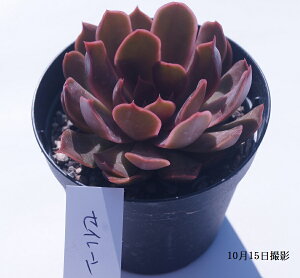 AyZC[z GPxA ̂yCeA@~jO[ϗt z(@A@̔)A  ϗtA CeAO[ 񂹐A ϗtA A 7.5cm|