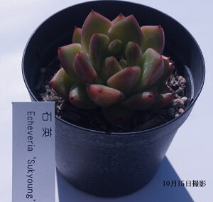 A@yΉpz@yCeA@~jO[ϗt z(@A@̔)cQ ϗtA CeAO[ 񂹐A IX^LX@7.5|bg 5ZbgE10ZbgƓ