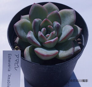 AyA}rzGPxAyCeA@~jO[ϗt z(@A@̔)A  ϗtA CeAO[ 񂹐A ϗtA A 7.5cm|bg10Zbg