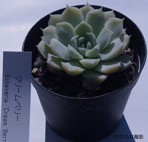 A@yN[x[zGPxAyCeA@~jO[ϗt z(@A@̔)ϗtA@A@񂹐AɁ@CeAƂā@7.5|bg10ZbgƓw