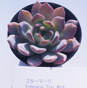 X^[}[N@GPxA@ A  ϗtA CeAO[ 񂹐A ϗtA AAyCeA@~jO[ϗt z(@A@̔)VmNbX@7.5