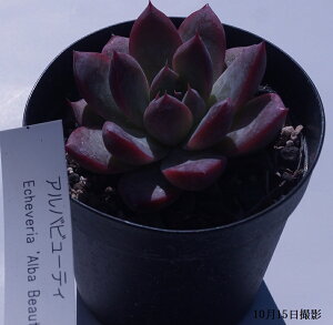 AyAor[eBzGPxA yCeA@~jO[ϗt z7.5cm|bg10ZbgƓwł@񂹐A ~j  c@ϗtA@@@