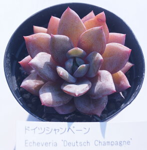 AyhCcVy[zGPxA@yCeA@~jO[ϗt z7.5cm|bg10ZbgƓwł ~jϗt ~j  lC Ă܂@^jNVNu