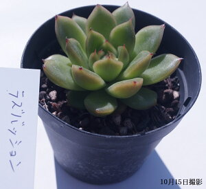 AyYobVzA GPxA GPxAyCeA@~jO[ϗt z7.5cm|bg10ZbgƓwł@񂹐A ~j  c@ϗtA