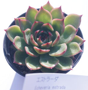 AyGXg[_zGPxAyCeA@~jO[ϗt z7.5cm|bg10ZbgƓwł  ~jϗt ~j@^jNVNuc@ՂƂtH