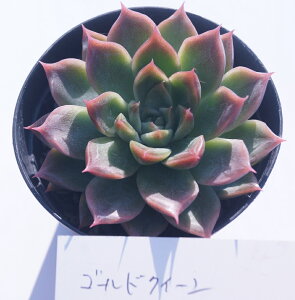 AyS[hNC[zyCeA@~jO[ϗt z7.5cm|bg10ZbgƓwłB@񂹐A ~j  c@ϗtA@@@~jT