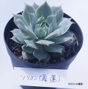 Ay@z\@@(@A@̔)@c@񂹐AɁ@ GPxA7.5|bg10ZbgƓwłyz ܂ƂߔI