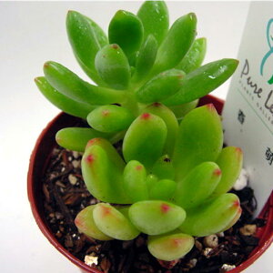 多肉植物【春萌】(多肉 植物 販売)ハルモエ セダム 7.5ポット  5個セット・10個セットと同時ご購入でお得送料無料 【送料無料】まとめ買いがお得! 多肉 ミニ観葉 寄せ植えに ミニ