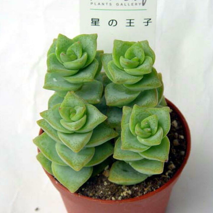 楽天市場 多肉植物 星の王子 多肉 植物 販売 ホシノオウジ クラッスラ 観葉植物 インテリアグリーン 寄せ植え 7 5cmポット 5個セット 10個セットと同時ご購入でお得送料無料 送料無料 まとめ買いがお得 ミニ観葉 寄せ植えに ミニ おしゃれ 苗 観葉植物 ミニ 楽天市場 多肉植物 星の王子 多肉 植物 販売 ホシノオウジ クラッスラ 観葉植物 インテリアグリーン 寄せ植え 7 5cmポット 5個セット 10個セットと同時ご購入でお得送料無料 送料無料 まとめ買いがお得 ミニ観葉 寄せ植えに ミニ おしゃれ 苗 観葉植物 ミニ