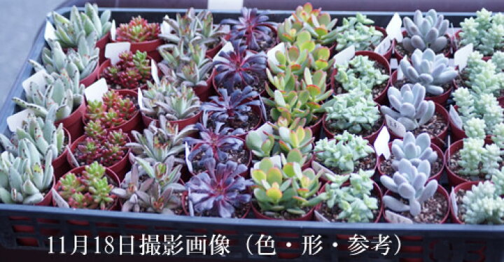 楽天市場】多肉植物 星美人ホシビジン ほしびじん【インテリア ミニ 