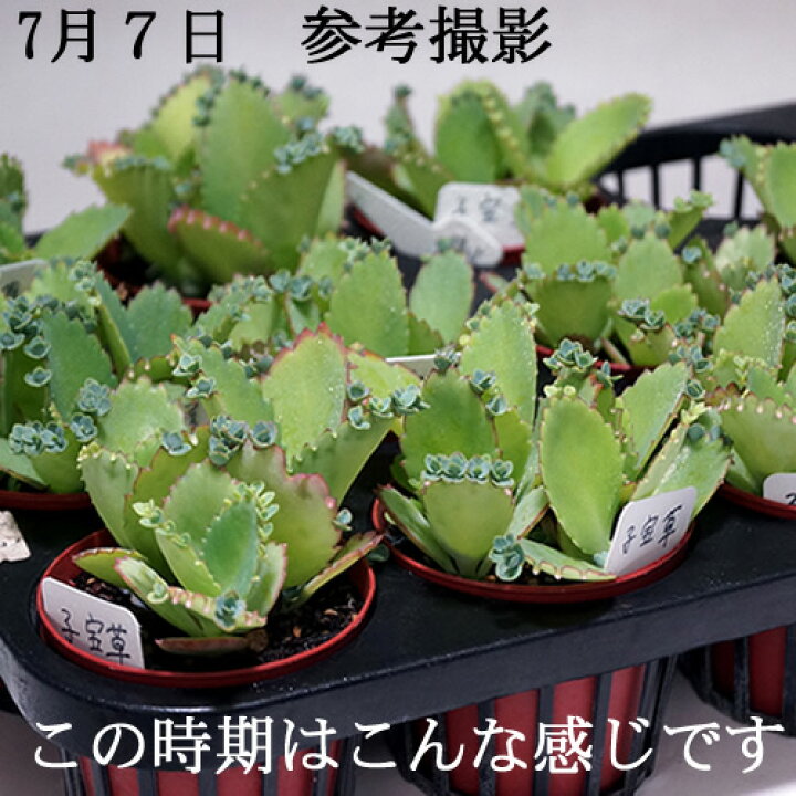 楽天市場】多肉植物【子宝草】【インテリア ミニグリーン観葉 】販売 
