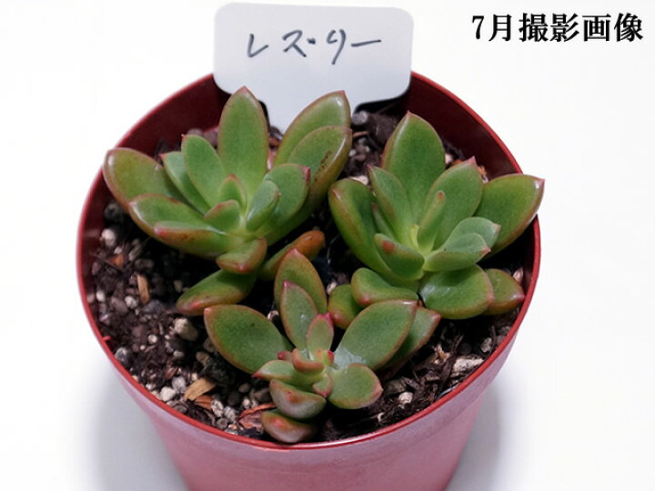 楽天市場 多肉植物 レズリー インテリア ミニグリーン観葉 多肉 植物 販売 10個セットと同時ご購入でお得送料無料 送料無料 まとめ買いがお得 ミニ観葉 多肉 紅葉 寄せ植えに ミニ おしゃれ 苗 観葉植物 卓上 小さい ミニサイズ 植物 室内に緑を 三本松 楽天市場 多肉植物 レズリー インテリア ミニグリーン観葉 多肉 植物 販売 10個セットと同時ご購入でお得送料無料 送料無料 まとめ買いがお得 ミニ観葉 多肉 紅葉 寄せ植えに ミニ おしゃれ 苗 観葉植物 卓上 小さい ミニサイズ 植物 室内に緑を 三本松