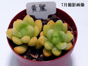 A@yzIEC@yCeA@~jO[ϗt z(@A@̔) Z_  ϗtA CeAO[ 񂹐AɁ@A Z_7.5cm|bg 10ZbgƓ