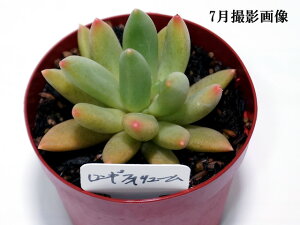 A@yMtH[zyCeA@~jO[ϗt z(@A@̔)@MtHE@ 񂹐A ϗtA pLtBc@7.5|bg 10ZbgƓwł