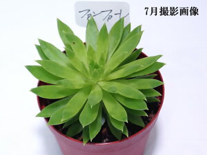 A@yt@t@[z@yCeA@~jO[ϗt z(@A@̔) ZfxA  ϗtA CeAO[ 񂹐A 7.5cm|bg10ZbgƓwł