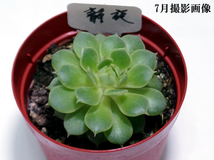 楽天市場 多肉植物 静夜 インテリア ミニグリーン観葉 多ファンクイーン肉 植物 販売 セイヤ せいや 多肉 観葉植物 インテリアグリーン 寄せ植えに 10個セットと同時ご購入でお得送料無料 送料無料 まとめ買いがお得 ミニ観葉 卓上 小さい 植物 三本松