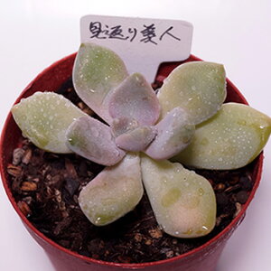 AyԂlz(@A@̔)݂т@~JGrWyCeA@~jO[ϗt z(@A@̔) 񂹐A ϗtA pLtBc CeAO[ 