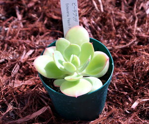 Ays[`vfz(@A@̔)@c@񂹐AɁ@ GPxA7.5|bg@ 5ZbgE10ZbgƓwł yz܂ƂߔI