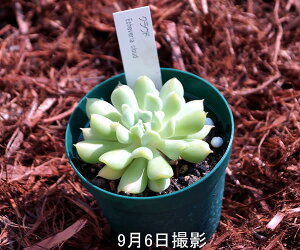 AyNEhz@CeA@~jO[ϗt z(@A@̔)@GPxA NEhyAzyGPxAz񂹐AɁ@7.5|bg@ 5ZbgE10ZbgƓ