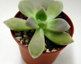 楽天市場 多肉植物 淡雪の通販 楽天市場 多肉植物 淡雪の通販