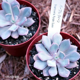 楽天市場 多肉植物 デビーの通販