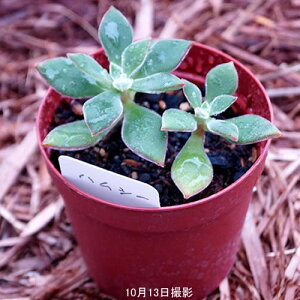 AynV[z(@A@̔)@@ 5ZbgE10ZbgƓwł yz܂ƂߔI7.5|bg@~jϗt@ ~jTCY@^jNVNu