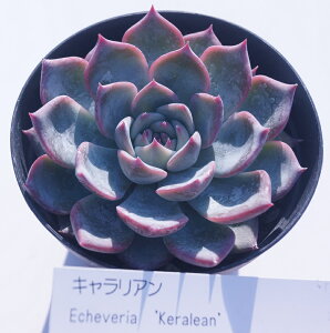 AyLAzGPxA yCeA@~jO[ϗt z7.5cm|bg10ZbgƓwł@~jϗt@~j@@^jNVNuc@ΐF̗t͍gt