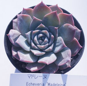 Ay}h[kzyCeA@~jO[ϗt z7.5cm|bg10ZbgƓwłB  ~jϗt ~j@^jNVNuc