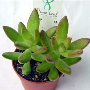 多肉植物【銘月】(多肉 植物 販売)メイゲツ 銘月 インテリアグリーン 寄せ植えに 観葉植物 多肉 セダム  10個セットと同時ご購入でお得送料無料 【送料無料】まとめ買いがお得! ミ