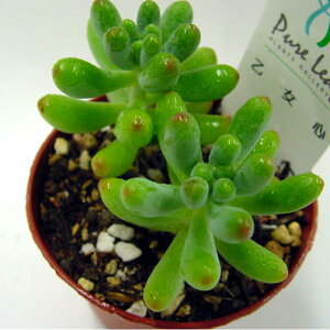 AySz(@A@̔)IgSR  ϗtA CeAO[ 񂹐AɁ@ Z_@7.5cm|bg@ 5ZbgE10ZbgƓwł y