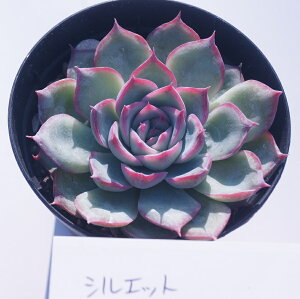 A@VGbg@GPxAyCeA@~jO[ϗt z(@A@̔)