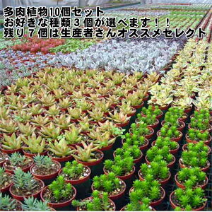 A(10jZbg 3Iׂ邨DȕiBB ycZbg̔z񂹐Aޗ@(@A@Zbg̔)@AZbg c@nY҂璼ڎdꔭi@