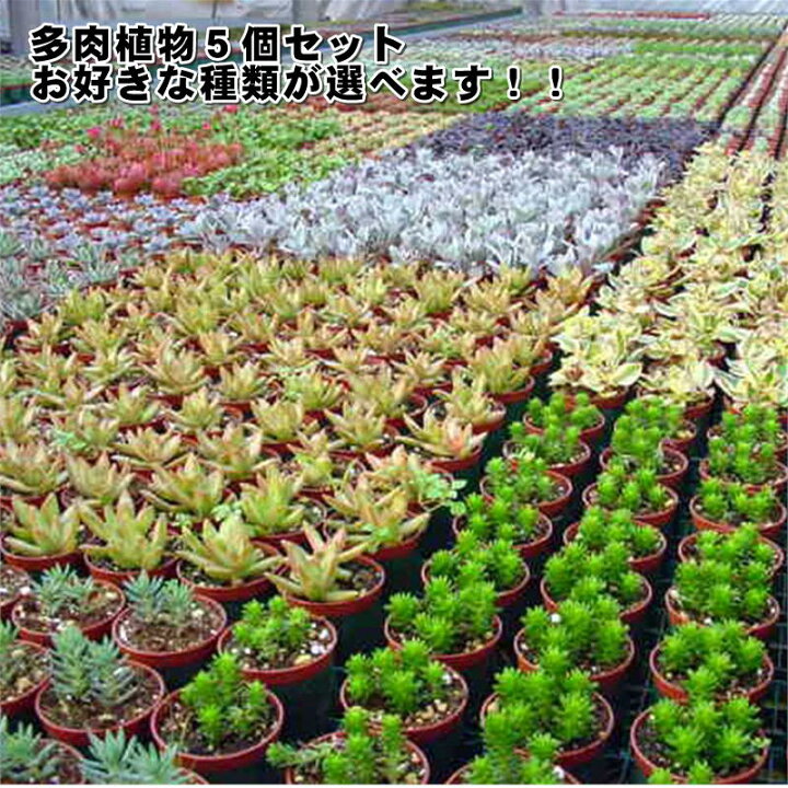 楽天市場】多肉植物（5個入）5個選べるセット 九州送料込 【多肉苗 