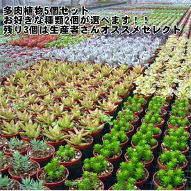 多肉植物(5個入）セット 2個選べるお好きな品種を 九州 送料込 多肉植物 セット 苗【多肉苗セット販売】寄せ植え材料　(多肉　植物　セット販売)地元生産者から直接仕入れ発送商品 多肉植物セット ミニ観葉 観葉植物 セット お得 寄せ植えに ミニ おしゃれ 苗 植物