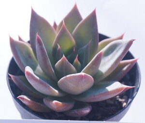 AyVo[Etz(T)@Vo[EtyCeA@~jO[ϗt z(@A@̔)΂̐@momZC@ ϗtA CeAO[ 񂹐A 5Z