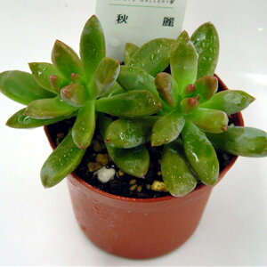 AyHzVEC H CeAO[ 񂹐A ϗtA A Ovgy_ (@A@̔) ϗtA 񂹐A 7.5cm|bg@5ZbgE10Zbg