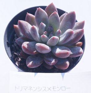 A@yg}lVX@x@[zyCeA@~jO[ϗt zGPxA(@A@̔) 5ZbgE10ZbgƓwł yz܂Ƃߔ