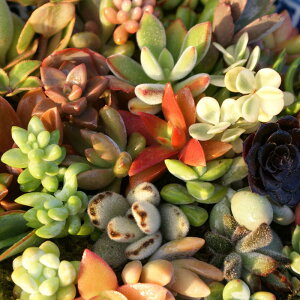 観葉植物 多肉植物 苗の人気商品 通販 価格比較 価格 Com