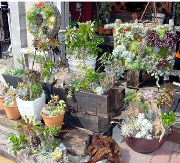 楽天市場 多肉植物 10個入 セット ５個選べるお好きな品種を 送料込 多肉植物 セット 苗 多肉苗セット販売 寄せ植え材料 多肉 植物 セット販売 地元生産者から直接仕入れ発送商品 多肉植物 おまかせ ミニ観葉 観葉植物 セット 得 寄せ植えに ミニ おしゃれ 苗