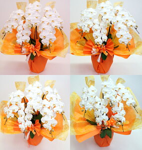 Ӓ5{X^_[hII֌nR`E Ӓ ֋BYY dvI ǂ t݂h{~Ă tĂĂIt肪d Ԃ̌