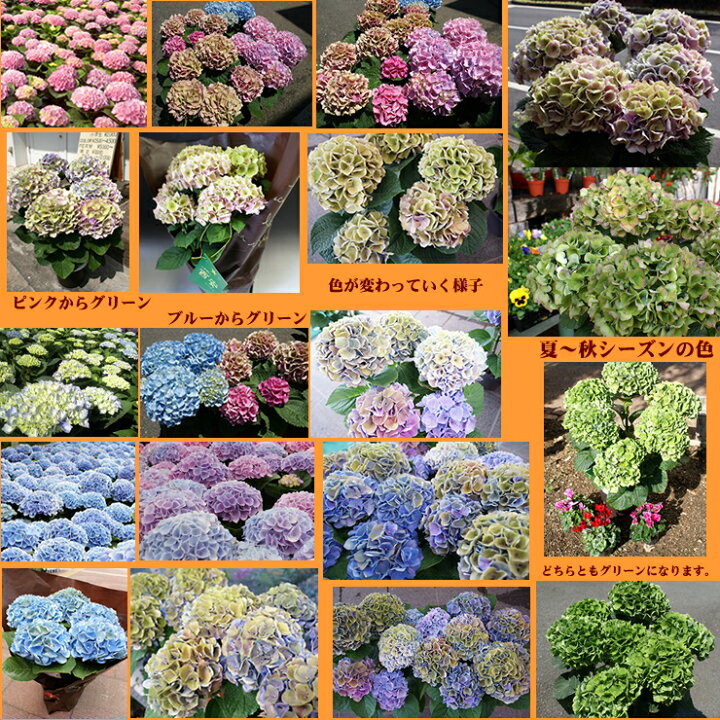 楽天市場 母の日 ピンクアジサイ シーアン 西安 虹色アジサイ 秋色 西安 シーアン 秋まで長く楽しめる秋色 虹色 アジサイ 紫陽花 ランキング入賞 有名産地 鉢植え 珍しい花 花鉢 お花 ギフト 母 両親 女性 限定 花 ママ 祖母 希少 Gift 長持ちする花 あじさい 色