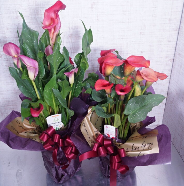 楽天市場 母の日 カラー鉢 限定品 カラー アンティーク 毎年咲くカラー ランキング入賞 お母さんに素敵な プレゼント 鉢植え 珍しい花 花鉢 鉢植え 珍しい お花 ギフト 母 女性 限定 価格 母の日ギフト 花鉢 両親 お早めに 人気 三本松フラワー 楽天市場 母の日 カラー鉢 限定品 カラー アンティーク 毎年咲くカラー ランキング入賞 お母さんに素敵な プレゼント 鉢植え 珍しい花 花鉢 鉢植え 珍しい お花 ギフト 母 女性 限定 価格 母の日ギフト 花鉢 両親 お早めに 人気 三本松フラワー