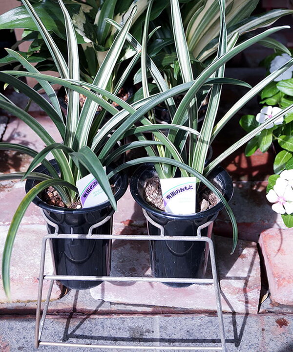 楽天市場 細い有田のおもとストライプ斑入り 極めて少ない 万年青 まんねんあおい植物 子孫繁栄 不老長寿の縁起のよい植物 繁栄 一番最初の荷物として家に入れると縁起がよい と昔から言われています 新築祝い 敬老の日 ギフト 万年青 オモト 万年青 引っ越し